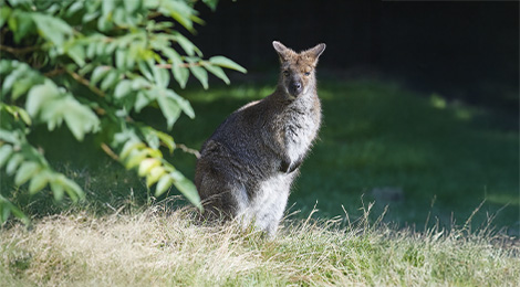 découvrez l'arrivée de lomax au sein des wallabies pour une durée de 2 ans, une nouvelle étape prometteuse dans sa carrière rugbystique.